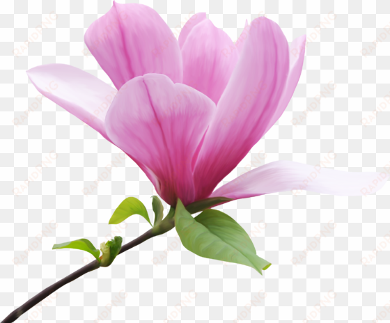 magnolia x 'butterflies' - magnolia png