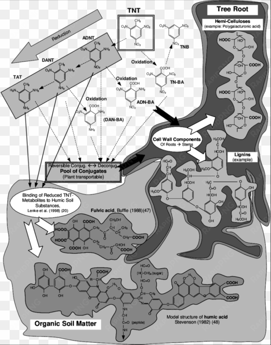 main tnt degradation steps and possible binding sites - cartoon