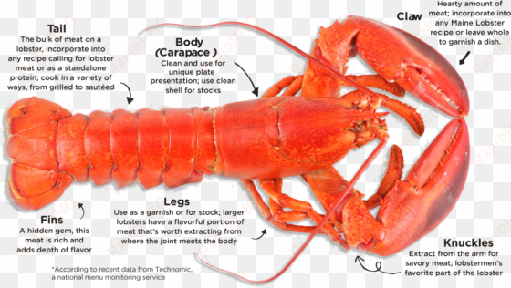 maine lobster - lobster carapace