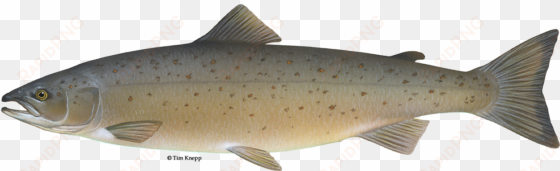 maine state fish landlocked salmon