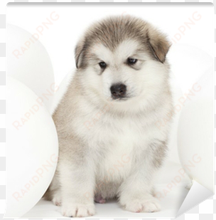 malamute puppy with white balloons wall mural • pixers® - balloon