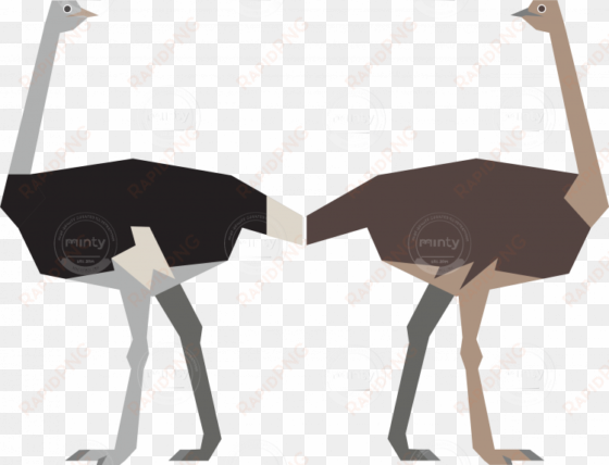 male and female ostrich - ostrich illustration