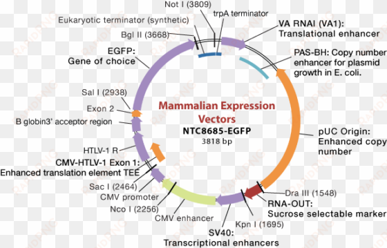 mammalian expression vector - expression vector
