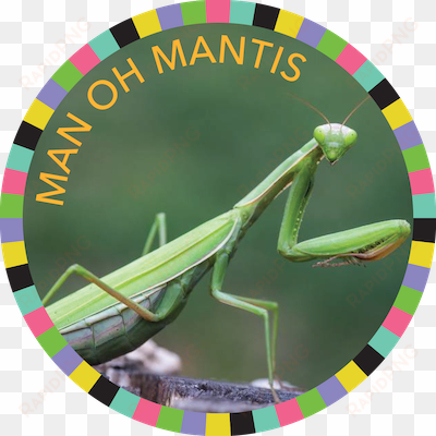 man oh mantis image - praying mantises