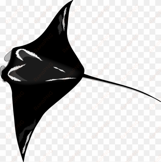 manta-ray - manta ray