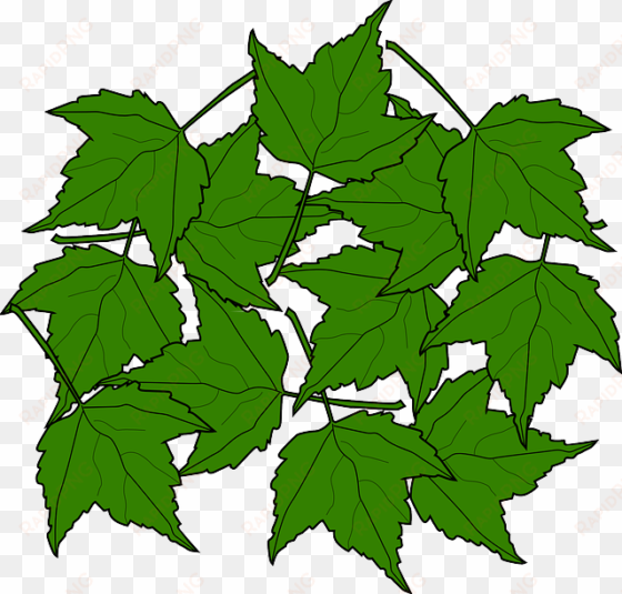 maple, fall, leaves, nature, autumn, foliage, greenery - green maple leaves clipart