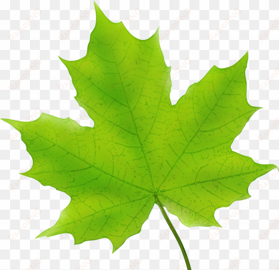 maple leaf png png stock