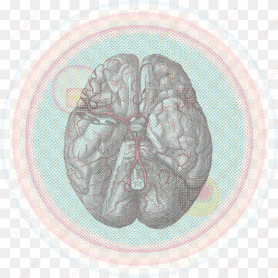 mapping the creative brain - sheep brain labeled upper view