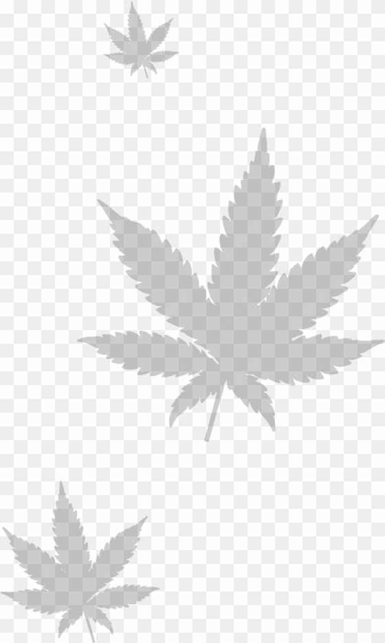 marijuana leaf png - cannabis