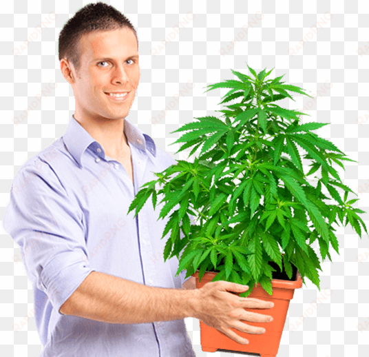 marijuana university graduate holding medium size plant - guy holding weed plant