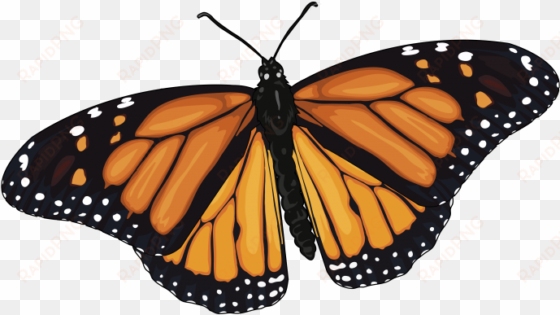 mariposa-monarca - monarch butterfly