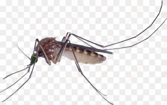 marsh mosquitoes pest control culex pipiens fly - mosquito culex png