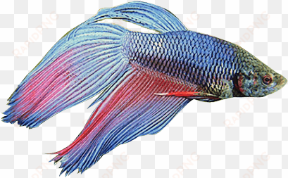 masked - siamese fighting fish png