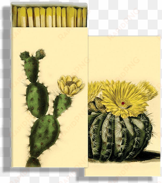 matches - homart cacti match boxes with wooden matches (set of