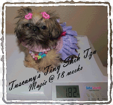 mazie5mo-381x359 - shih-poo