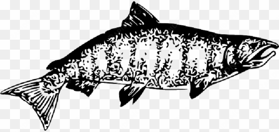 mb image/png - chinook salmon clipart