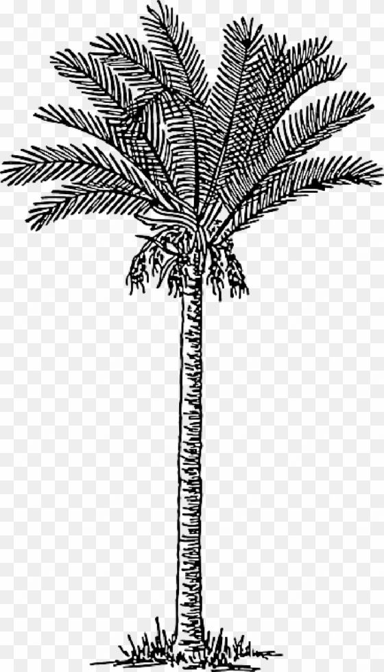 mb image/png - palm trees png drawing