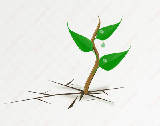 mb image/png - plant growing clipart
