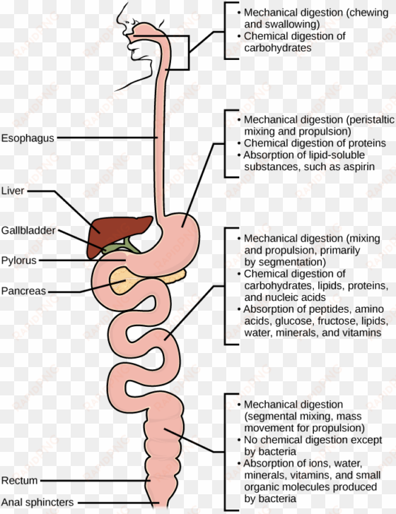 mechanical and chemical digestion of food takes place - protein digestion steps