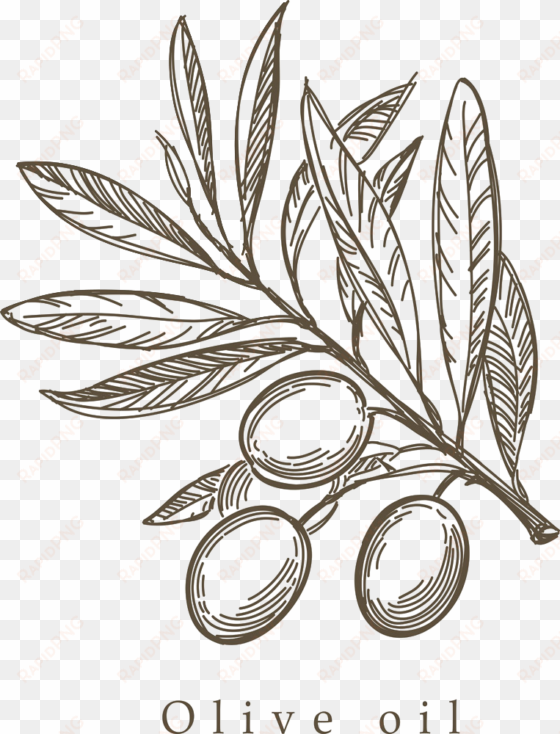 mediterranean cuisine olive drawing sketch - simple olive tree drawing