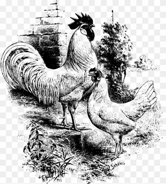 medium image - rooster hen chicken black drawings