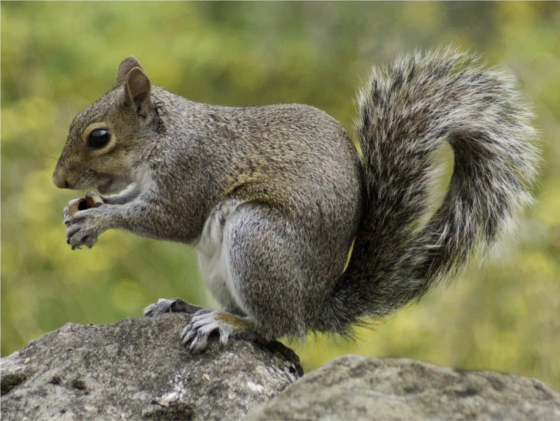 medium image - wild squirrels