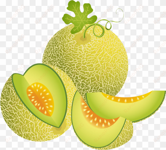 melon illustration green transprent png free download - melon vector