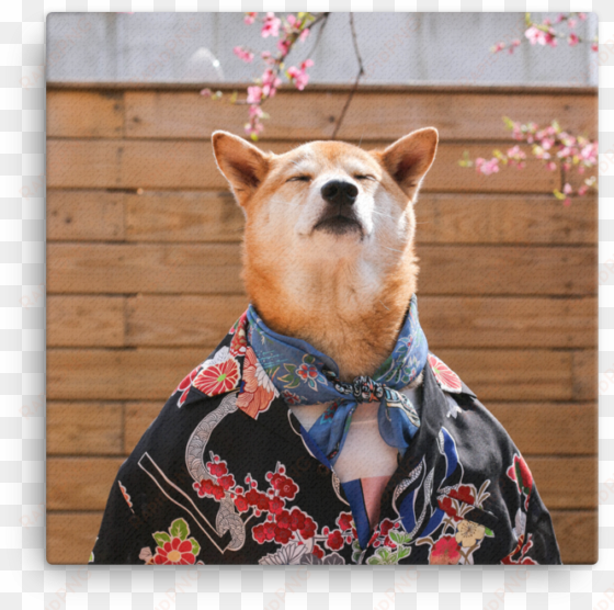 mensweardog cherry blossom canvas - chú chó có thần thái