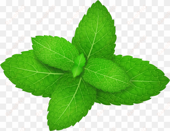 mentha spicata peppermint herb leaf - mint leaf vector png