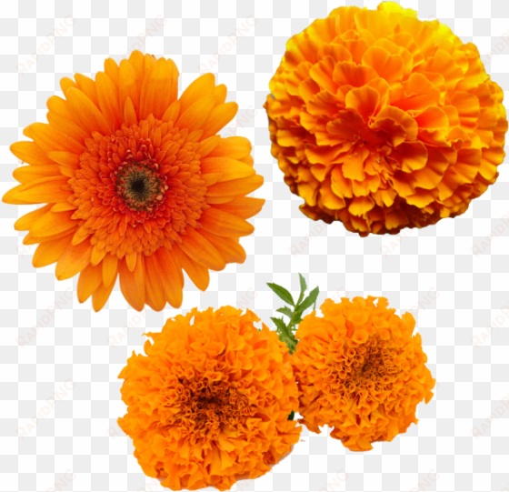 merigold flower, transparent merigold flower, yellow - zendu flower toran png