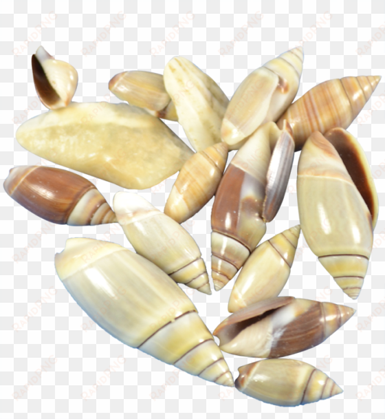 Mexican Olive Craft Seashell - Mexican Olive Craft Shells Seashells .375-.75" Gallon transparent png image