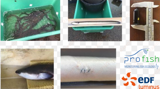 Migration Behaviour Of The Eels In The Meuse River - Edf Luminus transparent png image