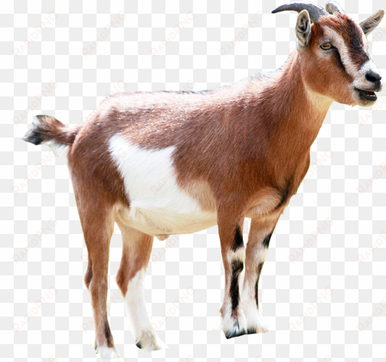 milking animal sales transprent - ethiopian goat