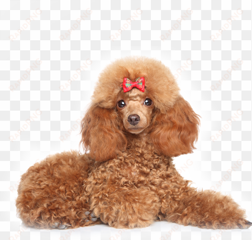 minature-poodle - toy poodles. the ultimate toy poodle manual. toy poodles