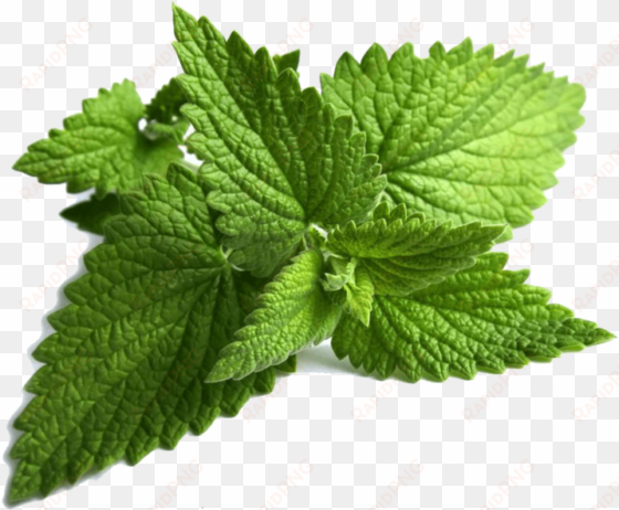 ming leaves - mint leaves png