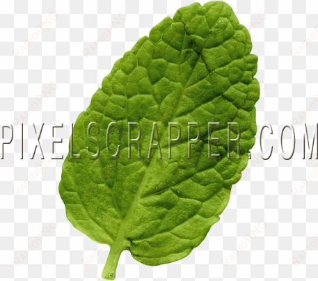 Mint Leaf - Digital Scrapbooking transparent png image