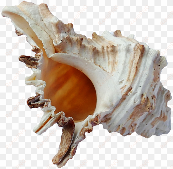 moana shell png