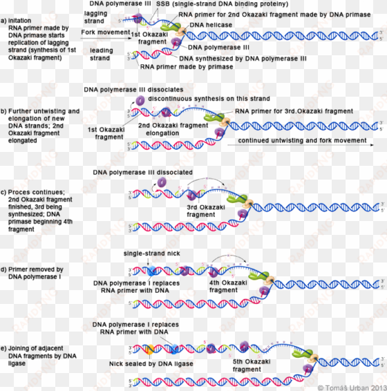 model - dna replication in eukaryotes steps