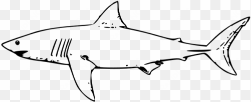 molumen white shark - shark drawing black and white