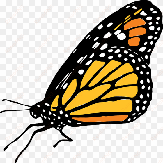 Monarch Butterfly Clipart Monarca - Imagenes De Mariposas Monarcas Png transparent png image