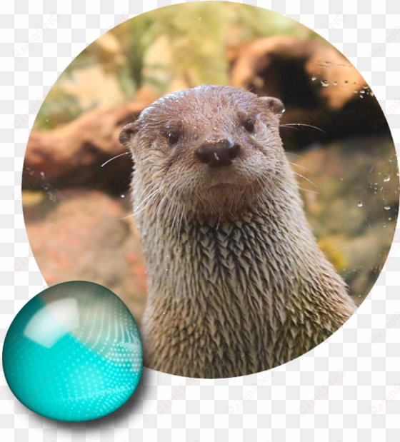 Mongoose Clipart River Otter - Aquarium Of The Bay transparent png image