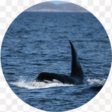 monitorkw resproj - killer whale northern ireland