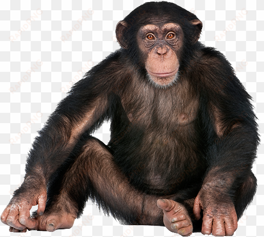monkey png - monkey or ape? [book]