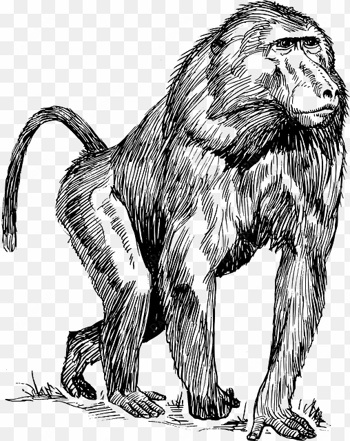 mono, negro, dibujo, esbozo, blanco - baboon drawing