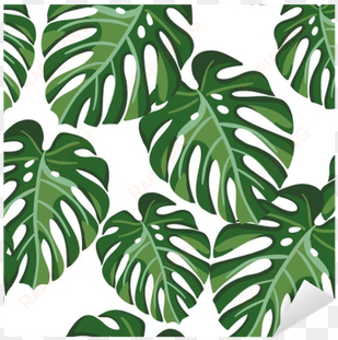 monstera palm leaves on the white background - monstera plant background