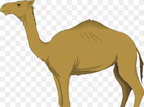 montessoir nomenclature cards - transparent background camels clipart