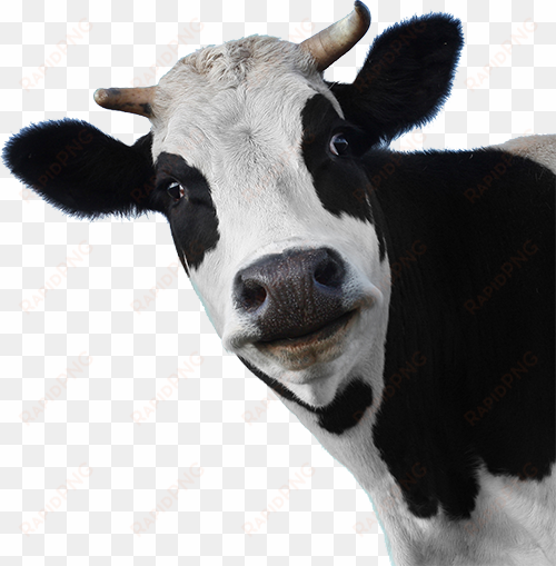 moo ha ha cut animals, farm animals, holstein cows, - transparent cow png