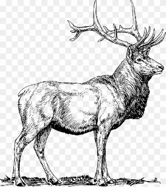 moose, deer, head, animal, drawings, - elk clip art