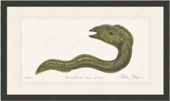 Moray Eel transparent png image