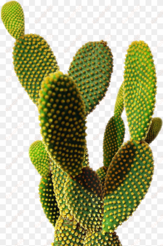 more more - cactus png